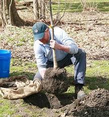 Tree Planting