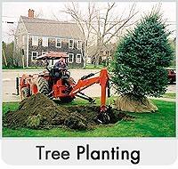 Westland Tree Service