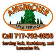 Affordable and dependable tree service