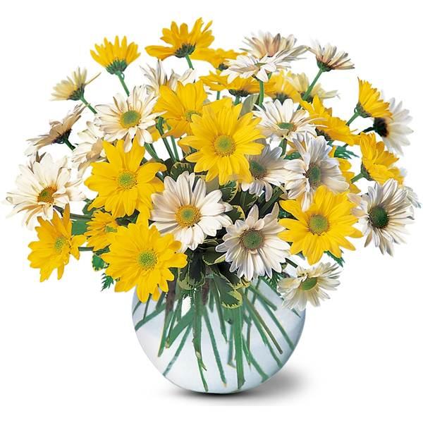 Daisy Arrangement