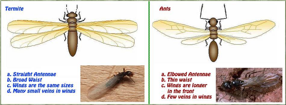 Termite Control