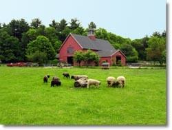 Visit the lambs and other farm animals at Drumlin Farm.