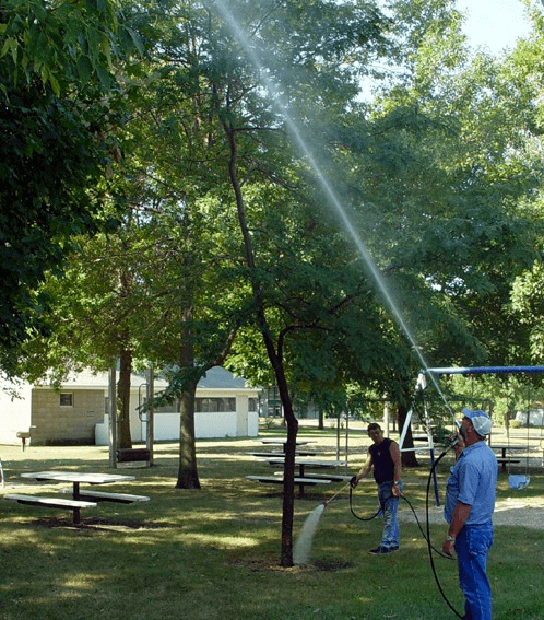 Tree Spraying