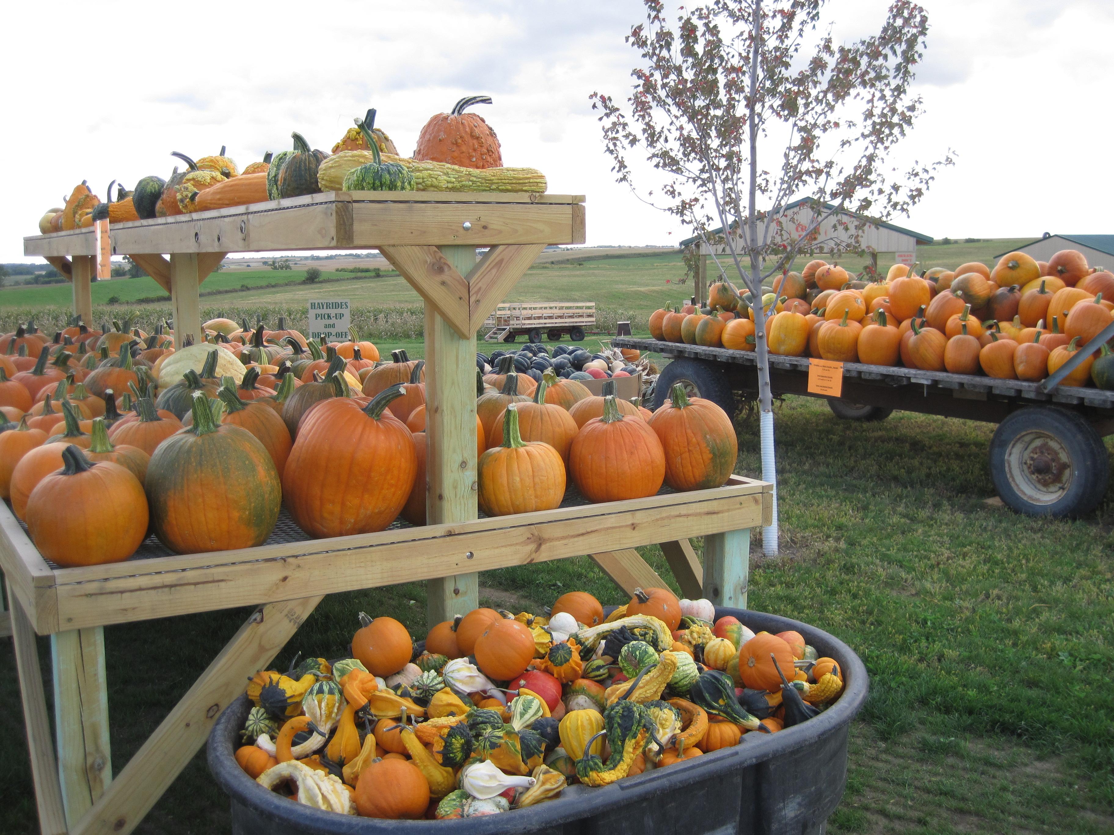 Take a hay ride to the pumpkin patch, meet the farm animals