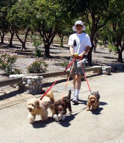 walking dogs in Omelveny Park