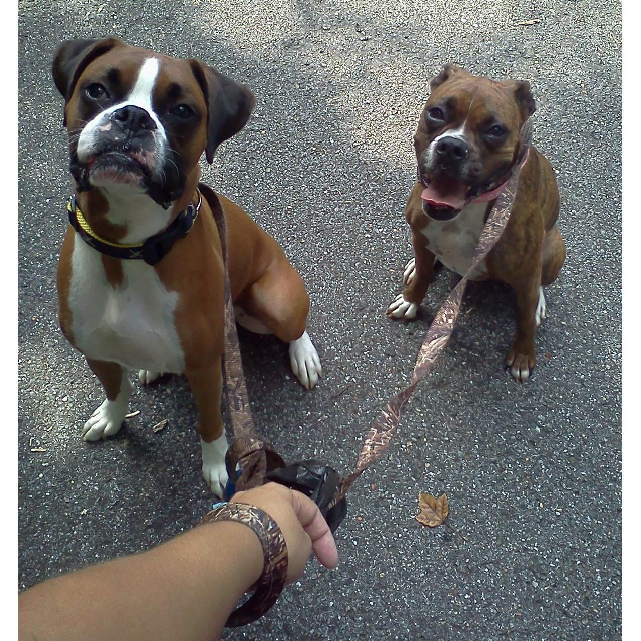 Mid-day Dog Walking with Tails on Trails, Crofton, Annapolis, MD