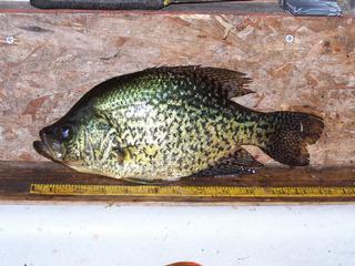 Crappies and bluegills 12+ inches are commonly caught out of Big Jessie!