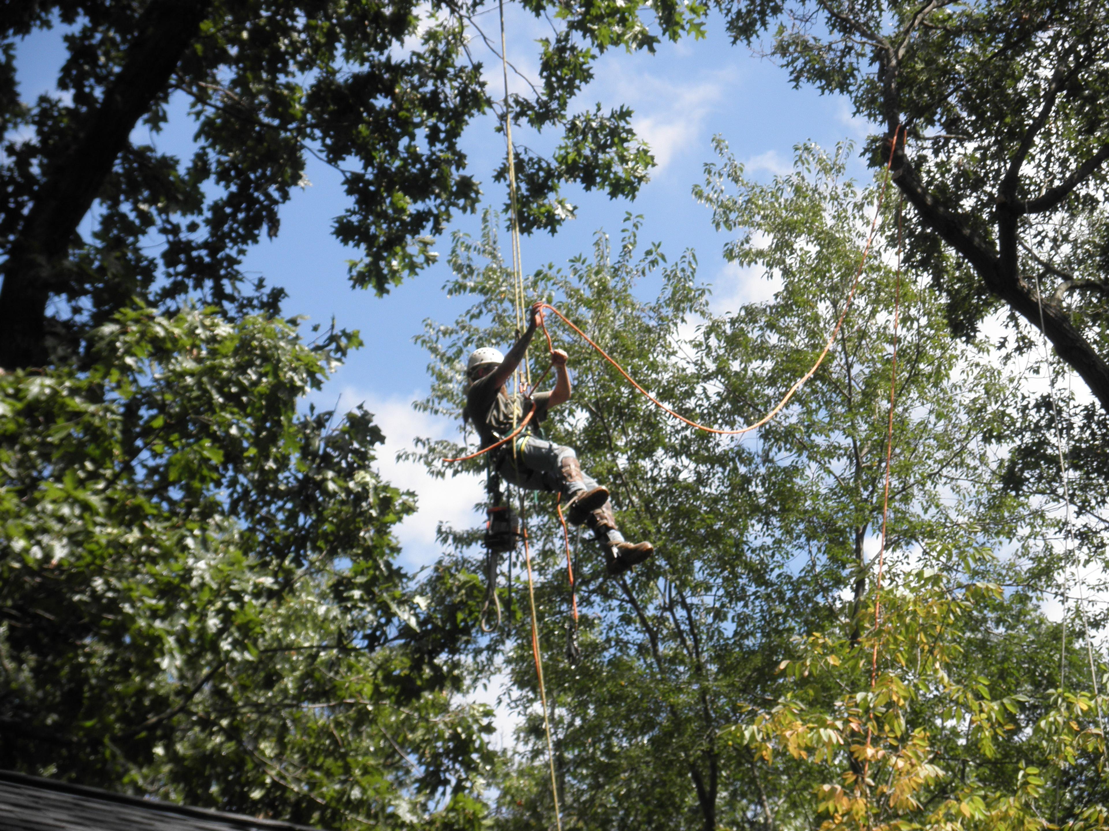 Green Leaves Tree Service