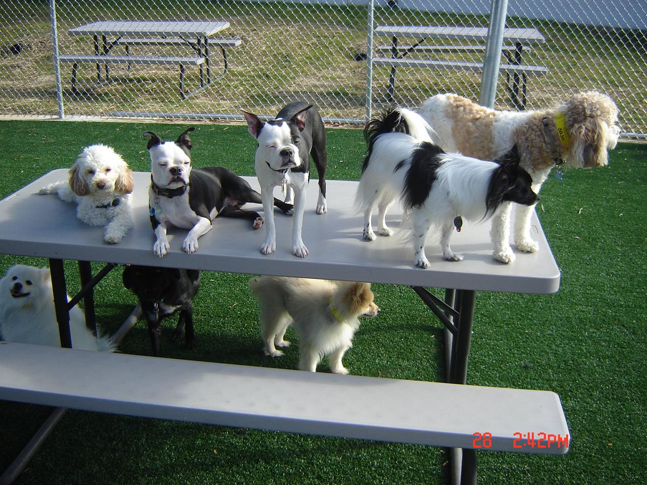 Daycare Dogs enjoying life!