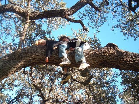 tree service