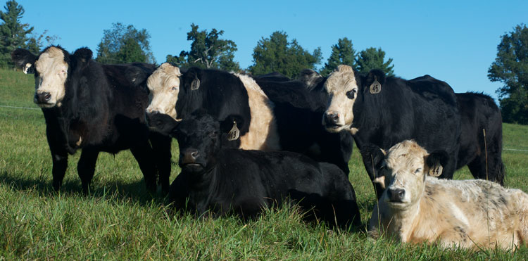 Steady Lane Farm