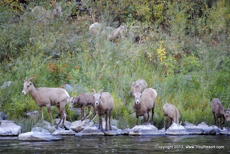 Wild Life, Wild and Scenic River