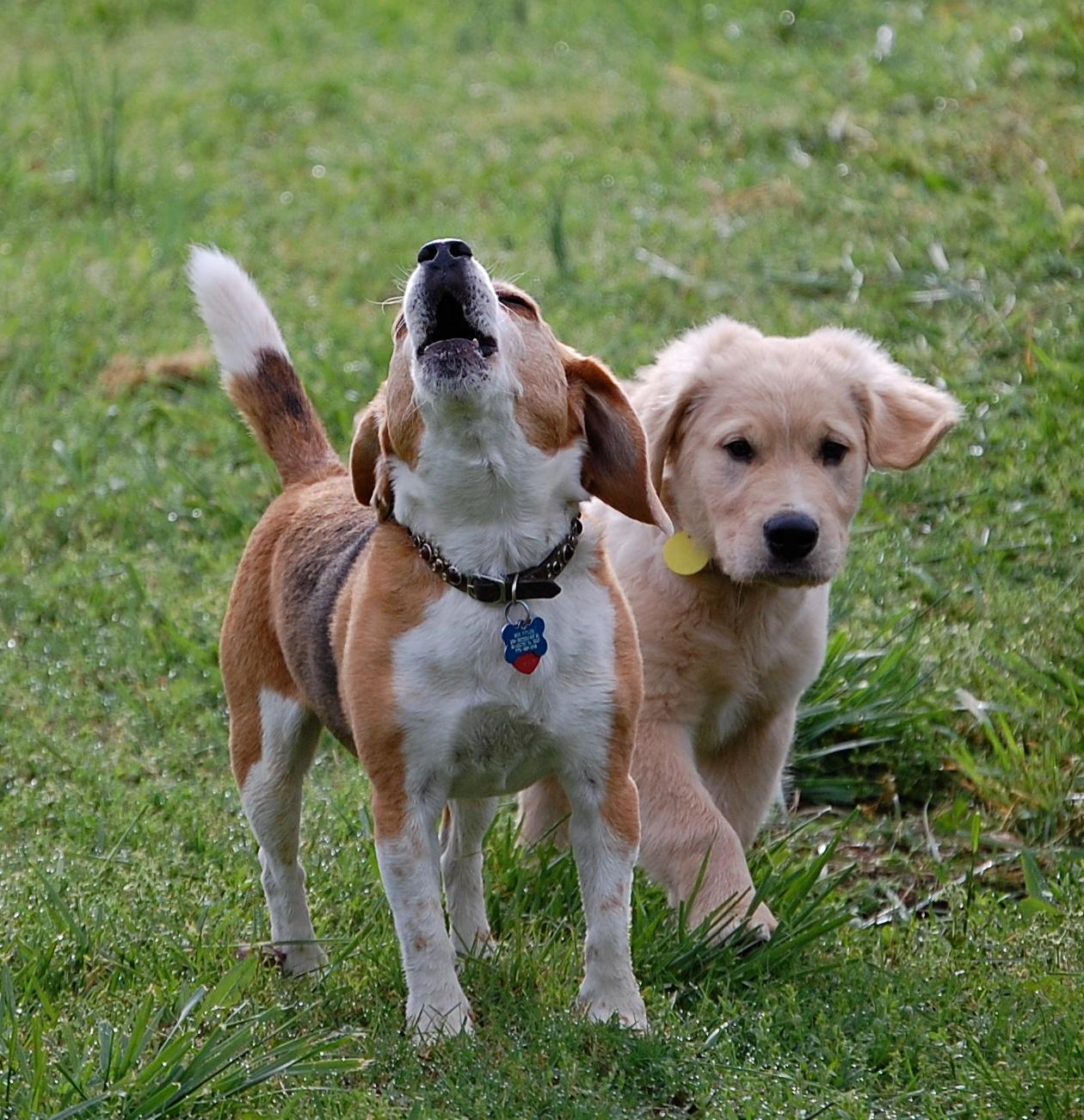 two of Desperate Dogs younger guests