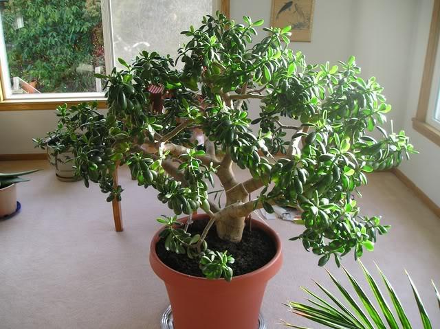 Jade Plant (fortune Plant)