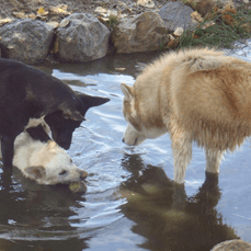 Pooch Park Pond