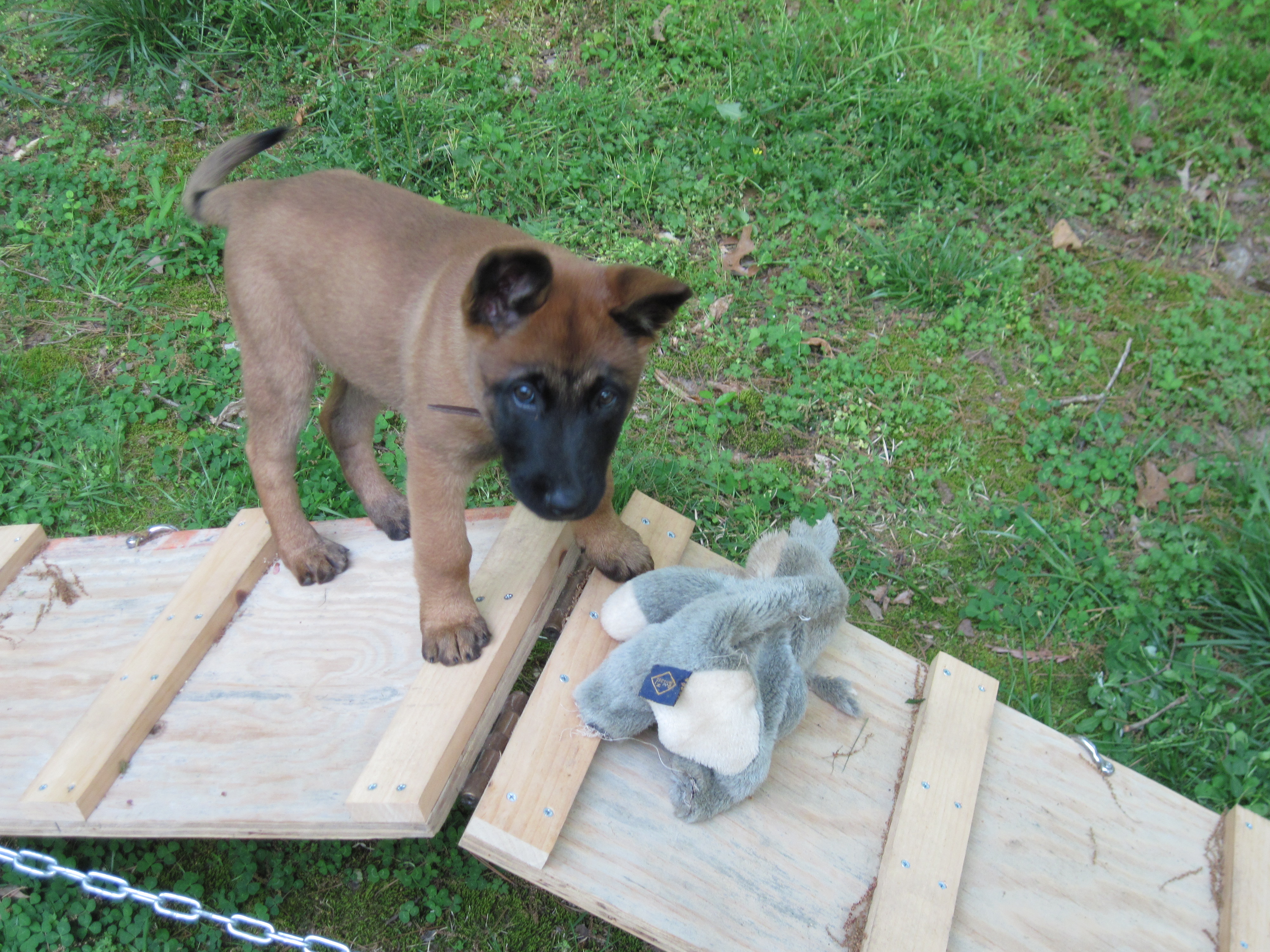 Four month old "Lindy" starting agility lessons