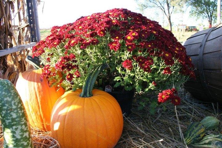 We have beautiful pumpkins, mums, gourds, and corn stalks for all your fall decorating needs.