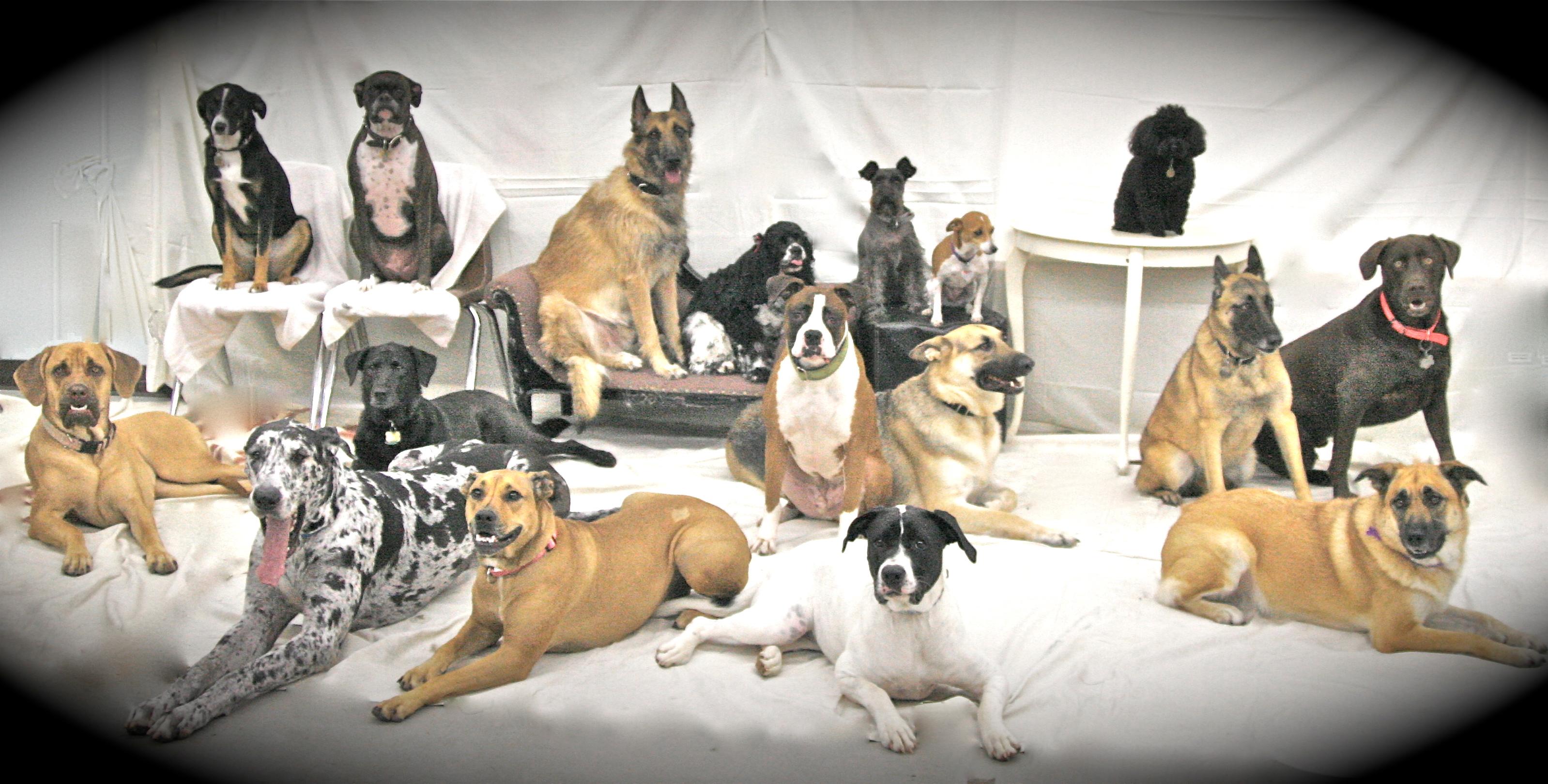 Southern Tails Dog School