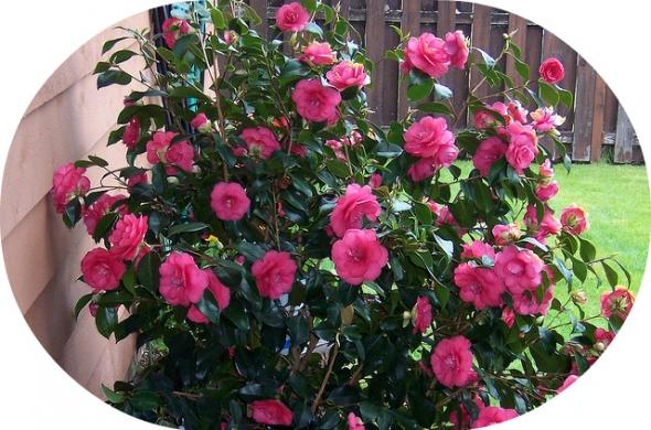 Camellia Shrubs