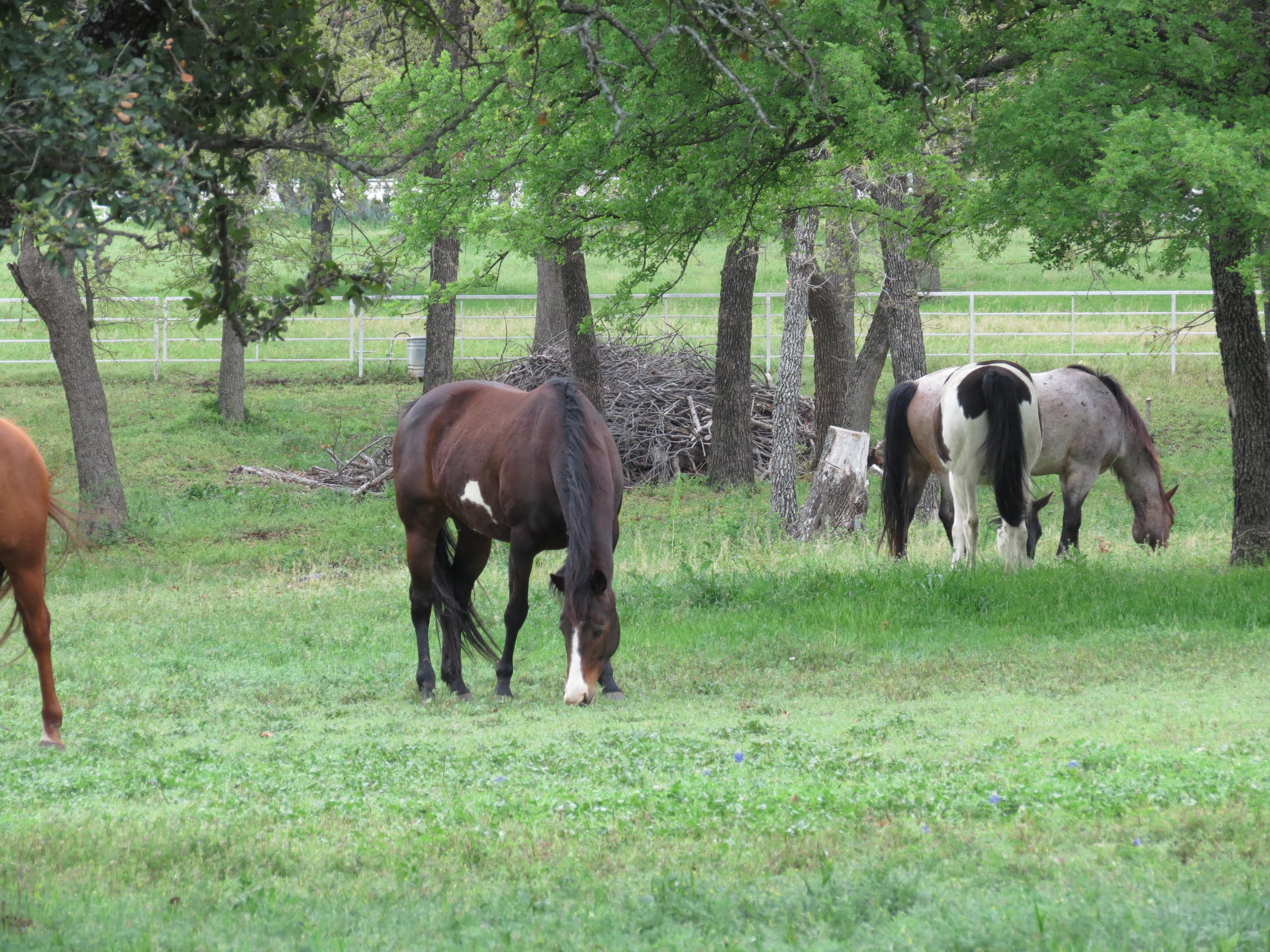 Melody Acres Stable