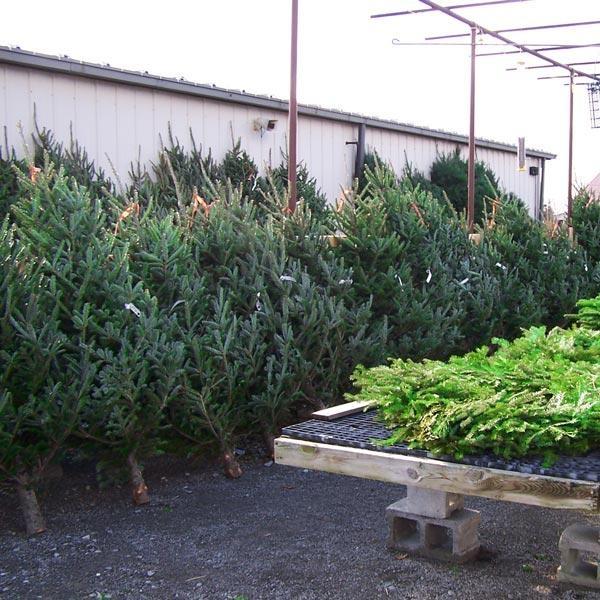 Feasel's Home & Garden Center - Christmass Tree Nursery