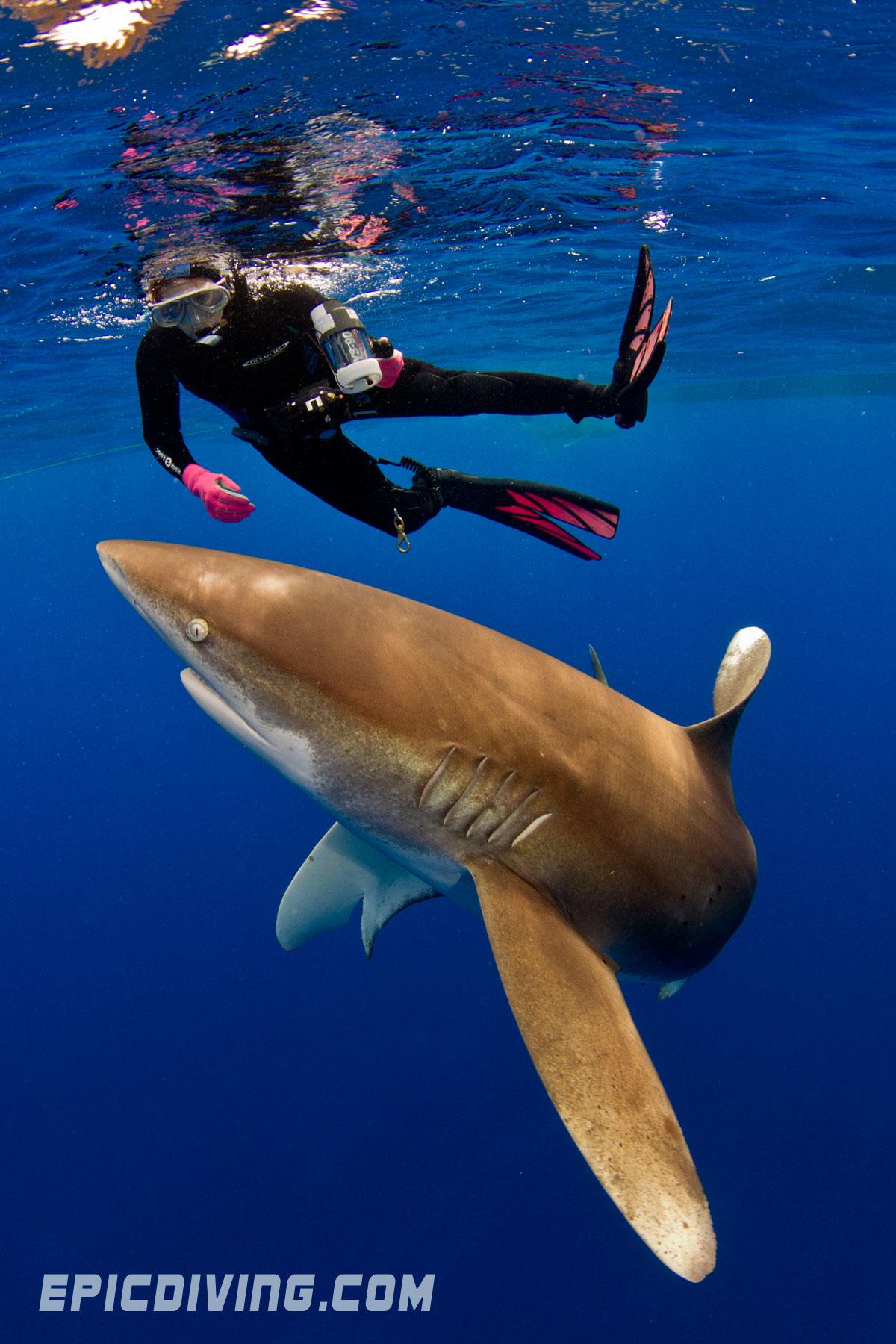 Freediving with Oceanic Whitetip Sharks