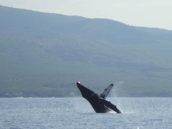 North Pacific Humpback Whale