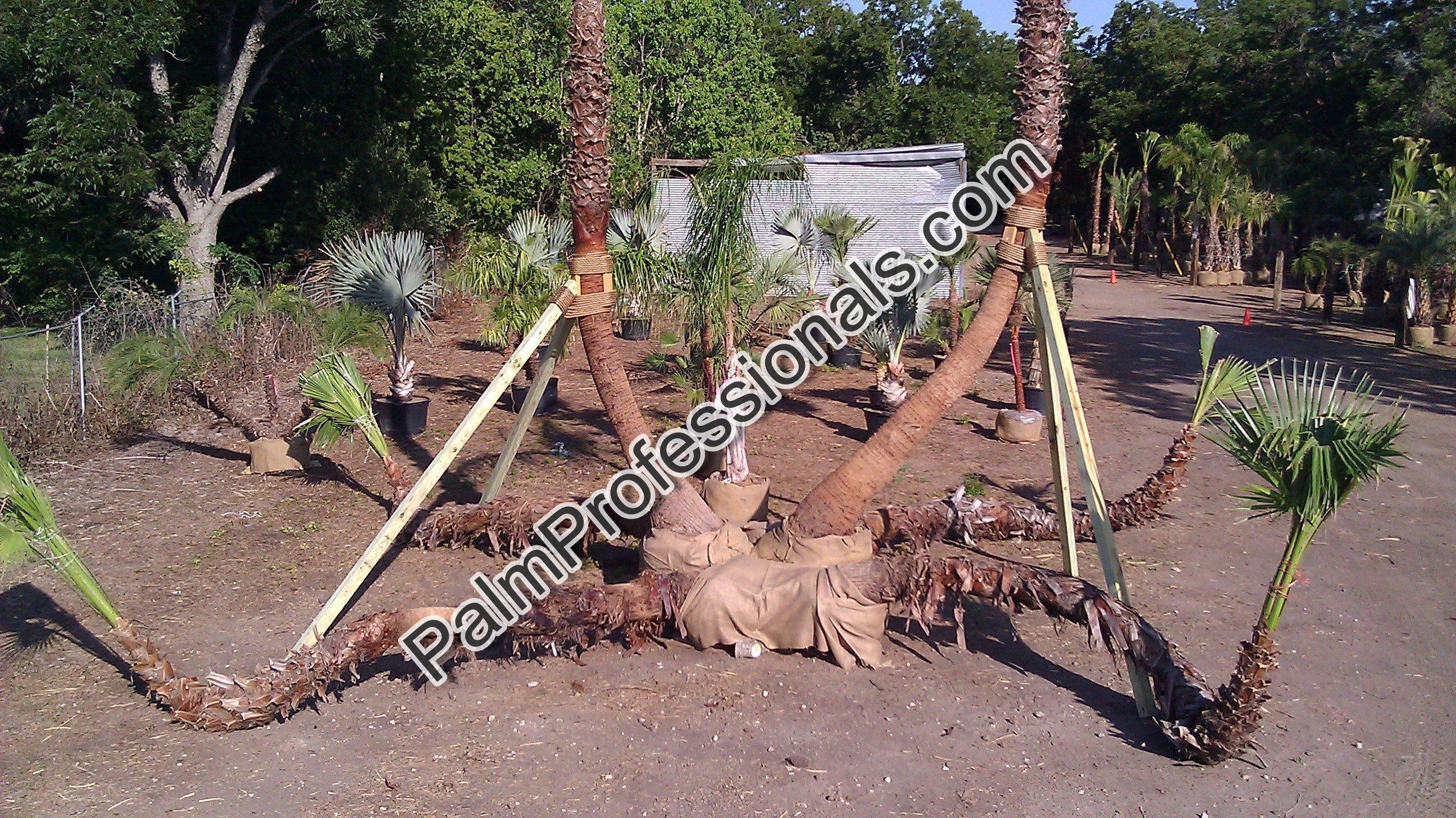 largest palm tree nursery