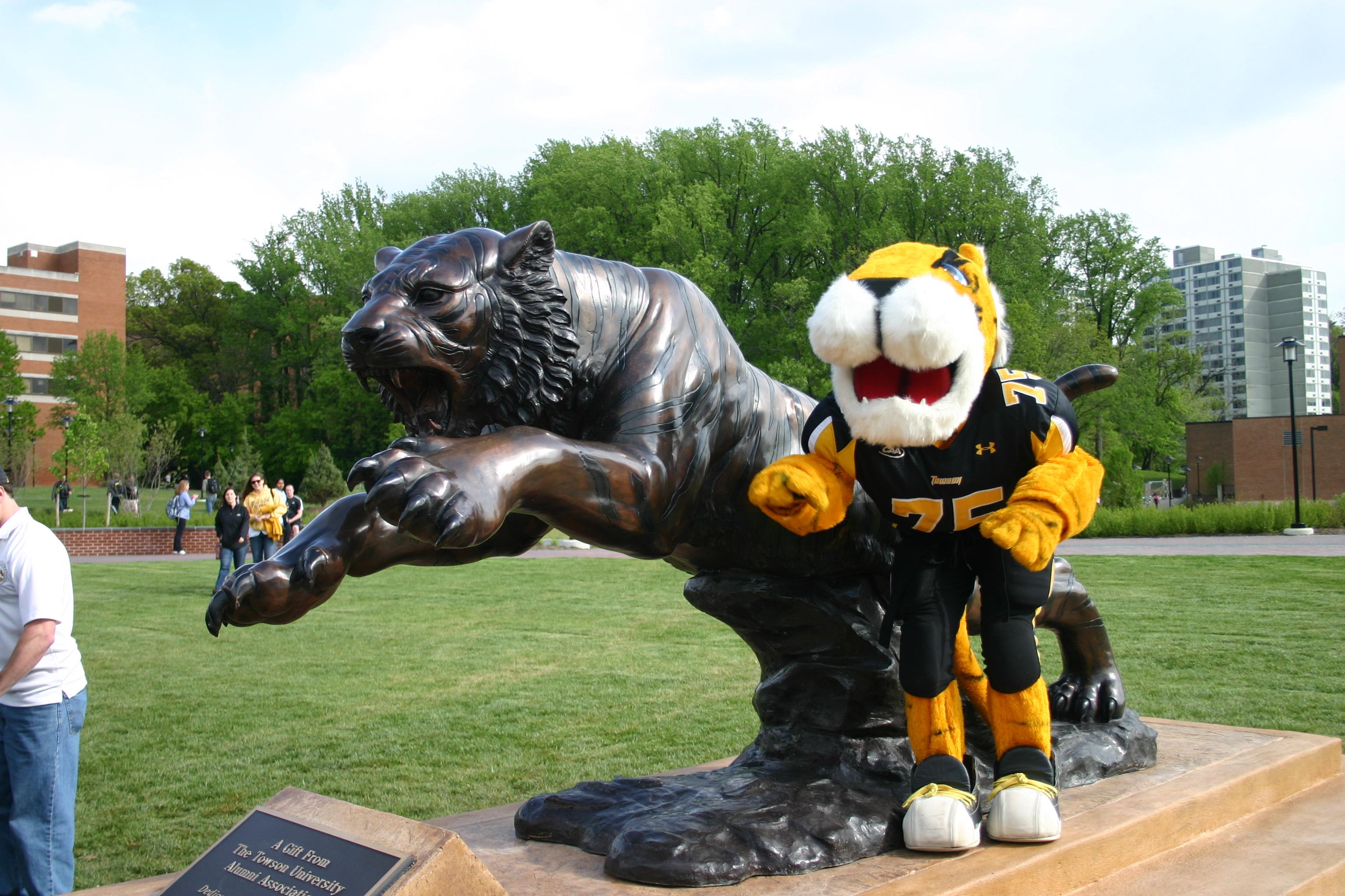 Custom Bronze Tiger for Towson University in Maryland