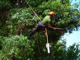 Certified Arborist using ISA methods to prune