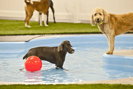 Pooches at Play in Paradise Island