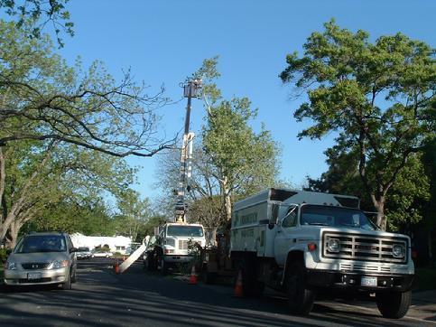 certified arborist