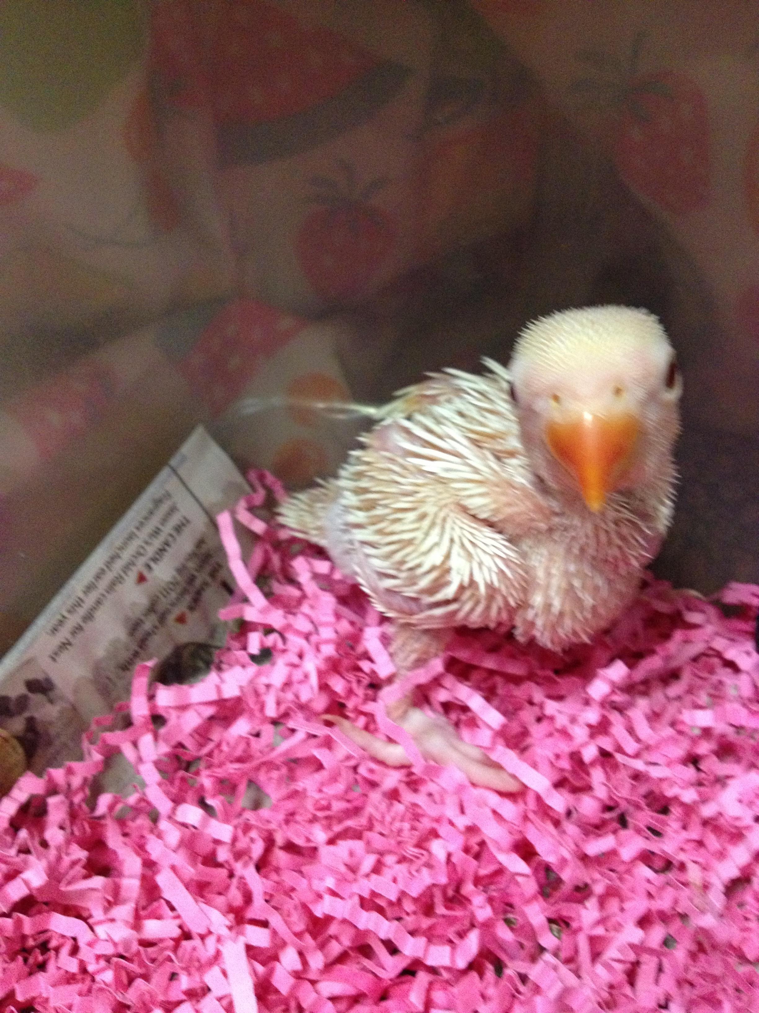 Albino Ring Neck Parakeet