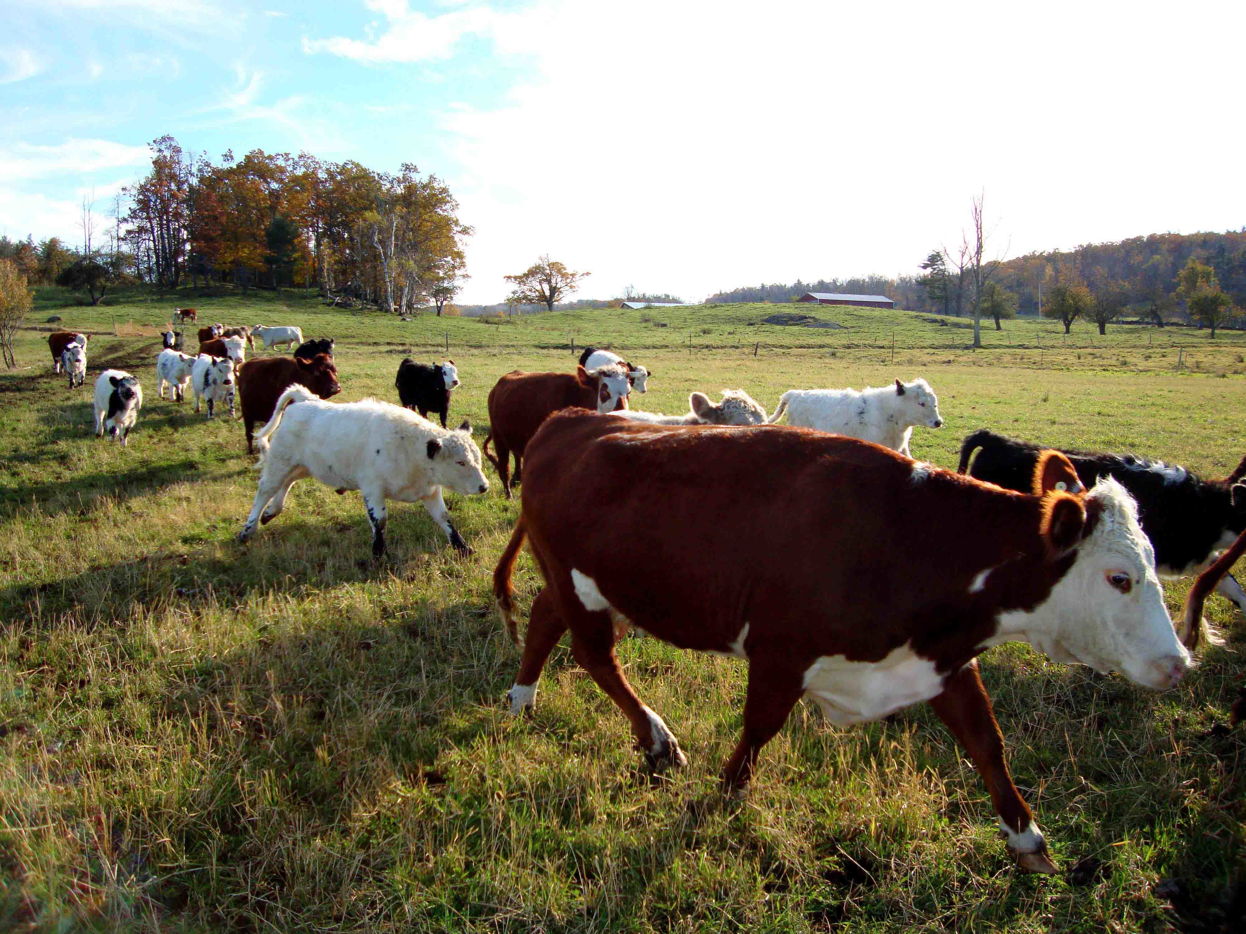 Steady Lane Farm Herd Crossing