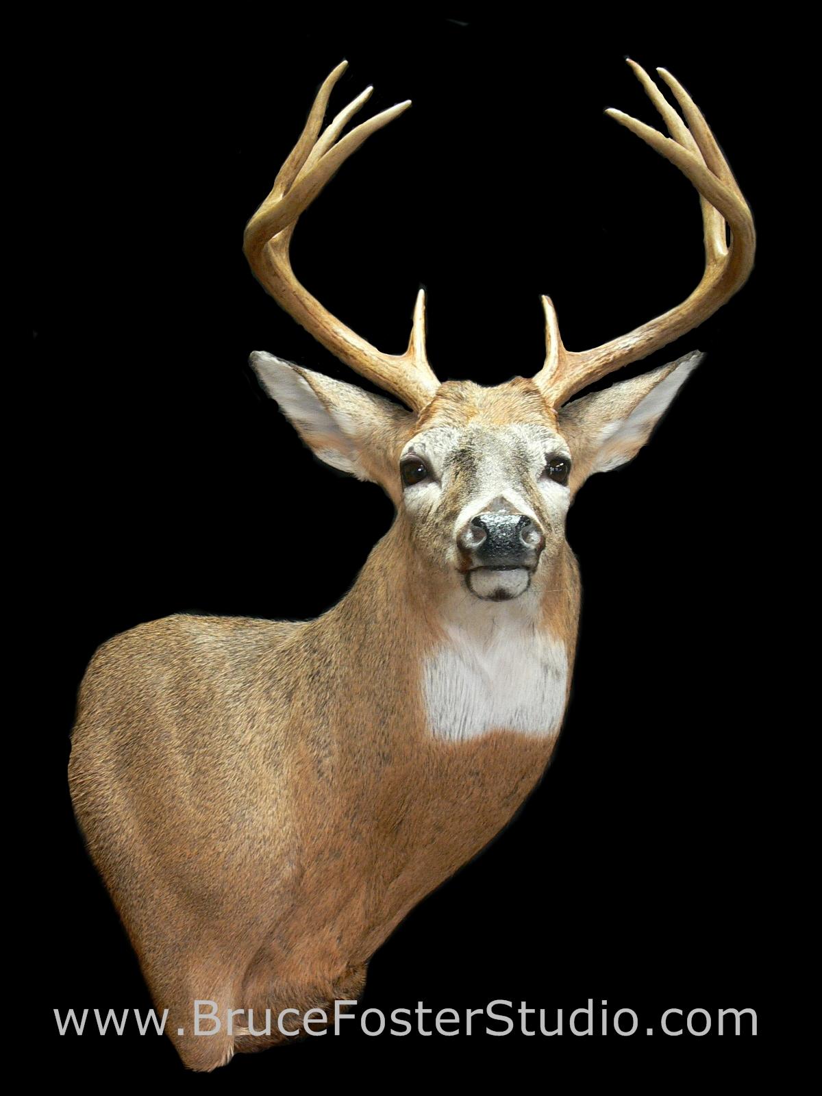 Bruce Foster Taxidermy Studio