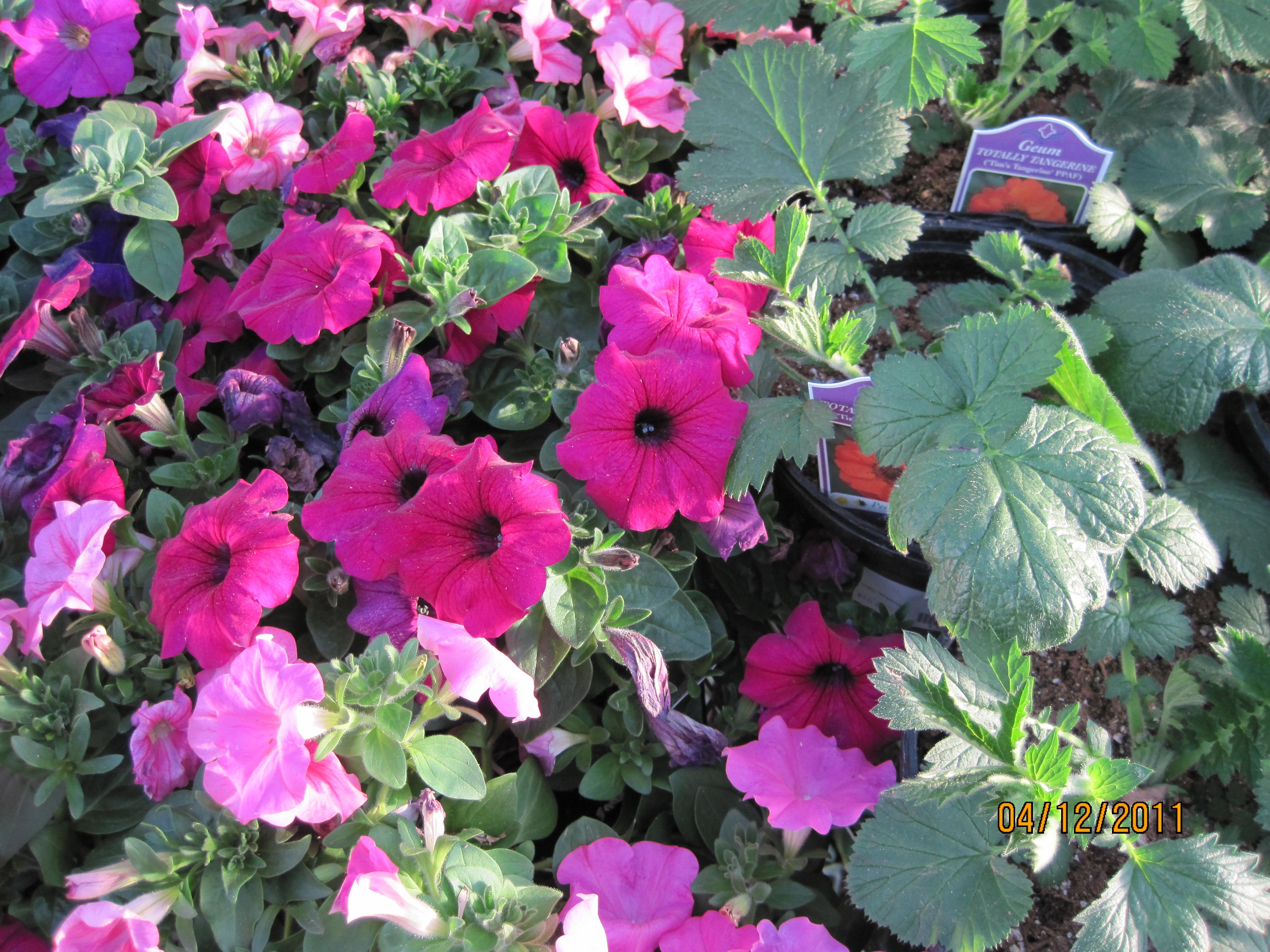 Healthy and Beautiful Annuals and Perennials