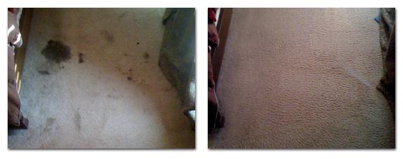 Before & After Carpet