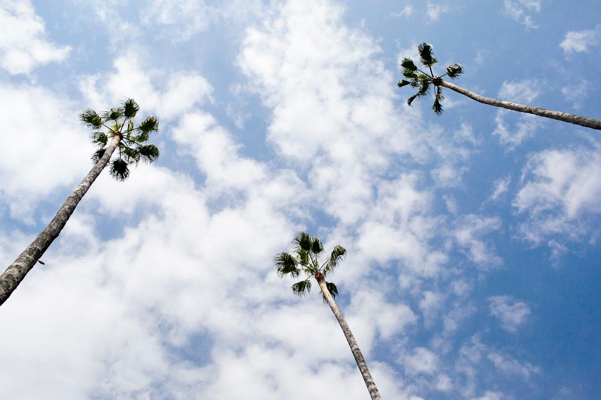 palm trees, spain