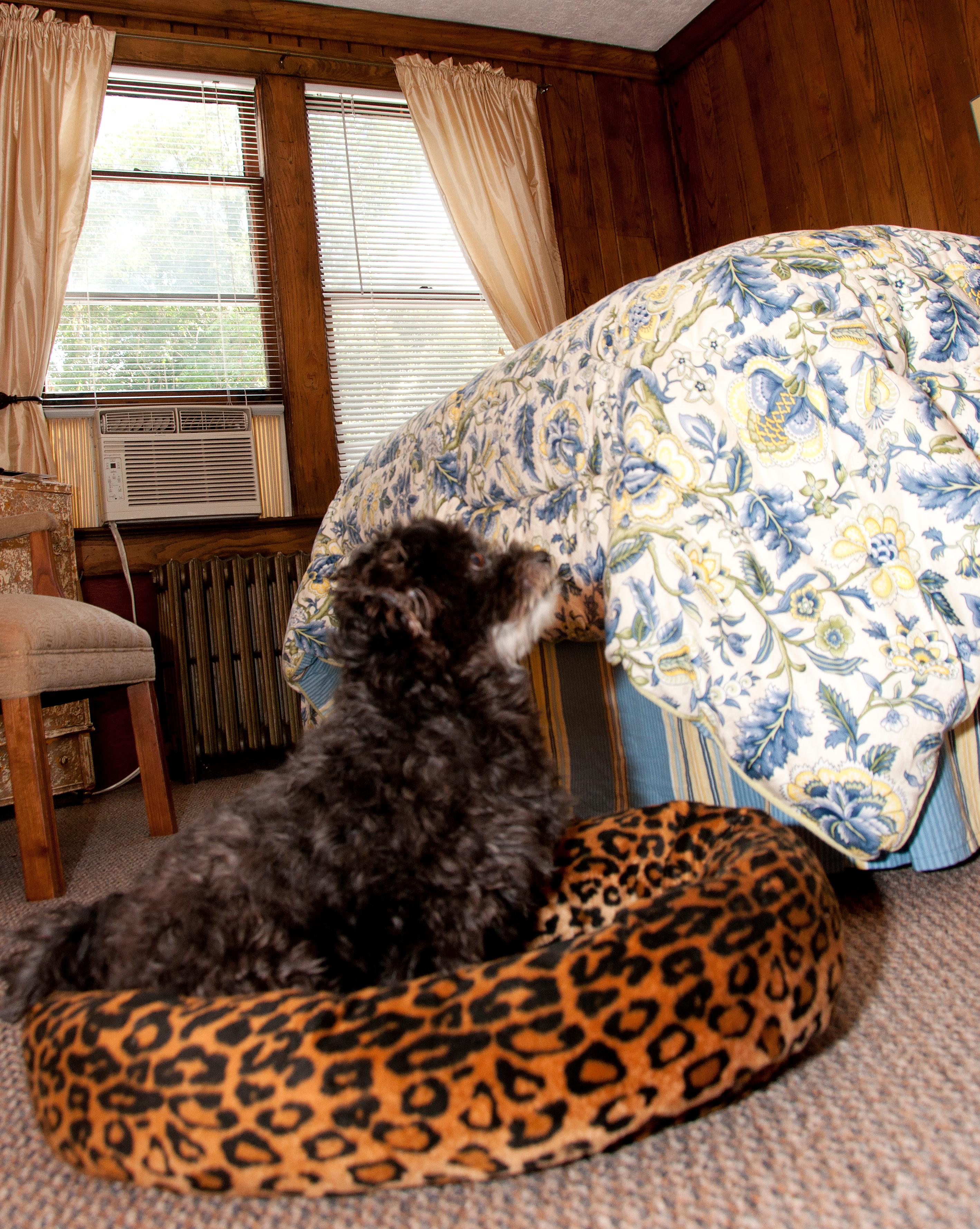 We offer one pet friendly room.