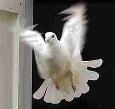 releasing white doves at your memorable event