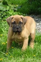 Bullmastiff Pups For Sale