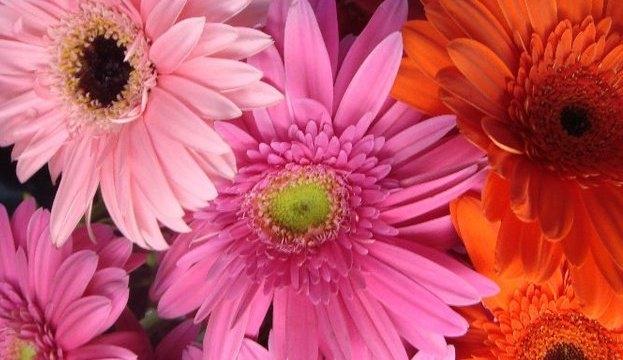 Gerber daisies hot orange and hot pink