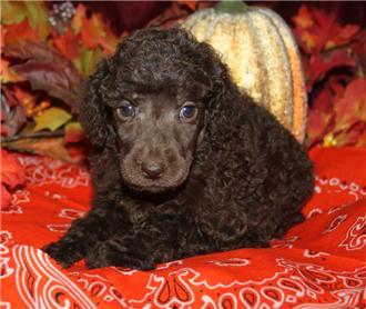 Toy Poodles and Parti Poodles for sale in Arkansas