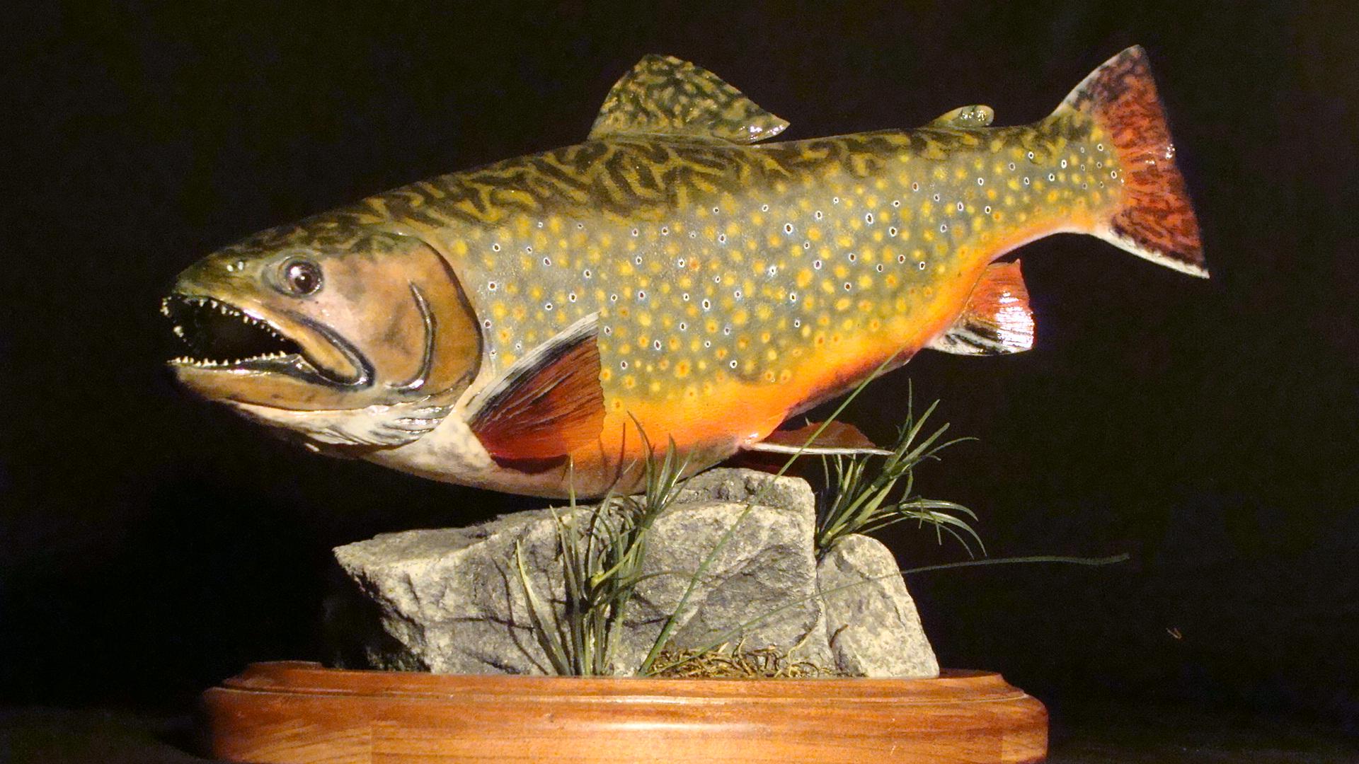 Brook Trout Replica