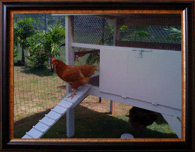 Close-up of Chicken Coop