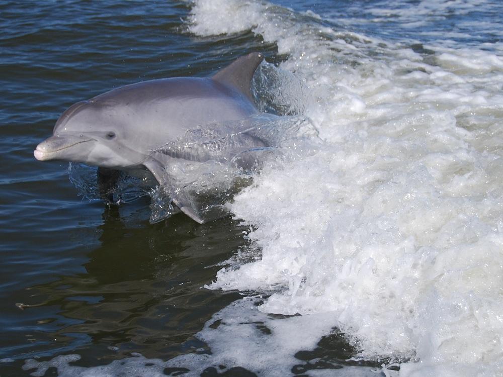 Dolphins in Banana River