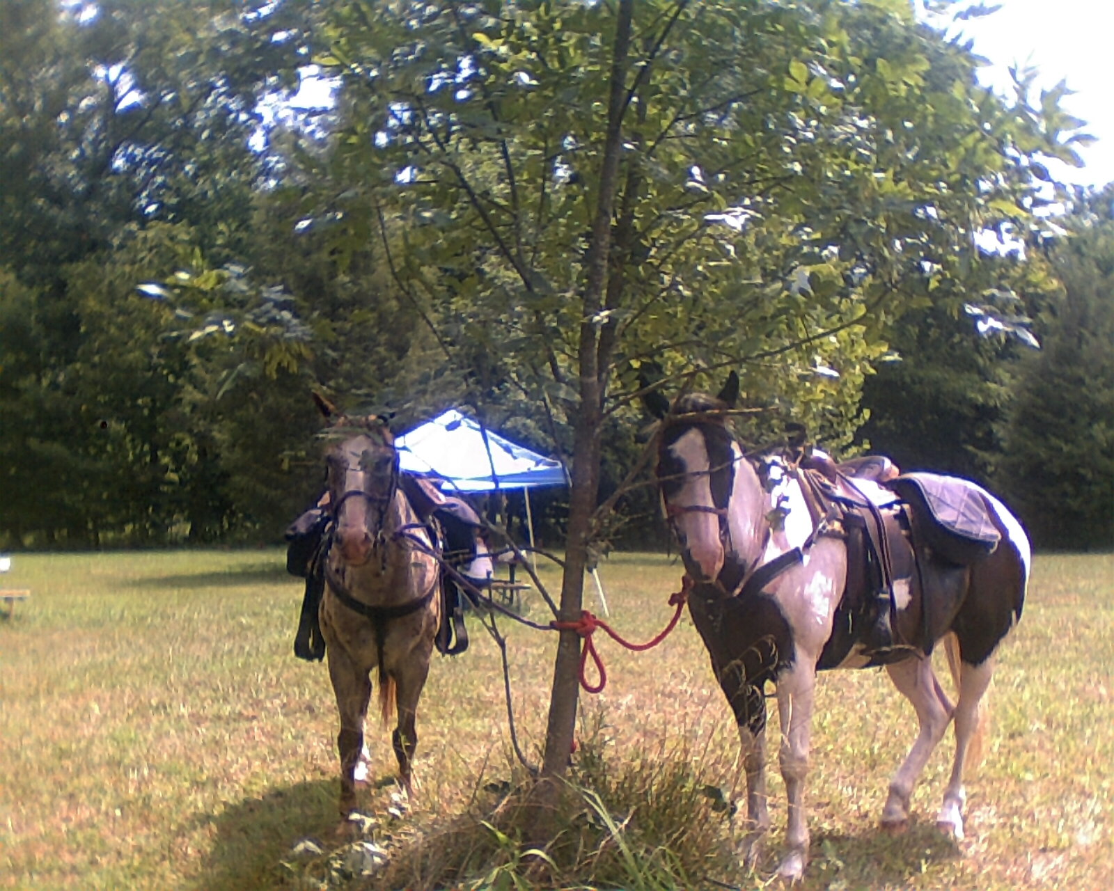 Trail Riding In The Shenandoah Valley