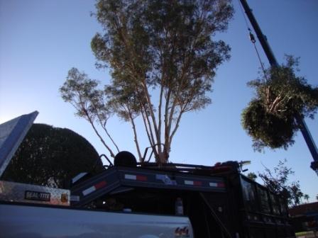 Big Eucalyptus trim.