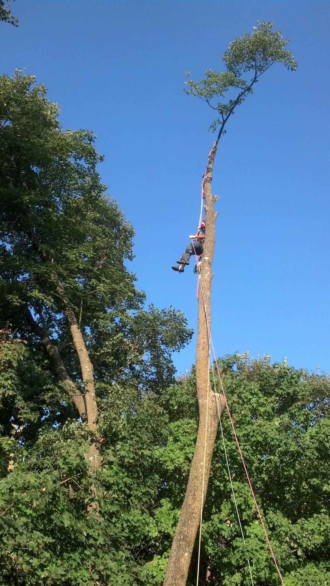 Adrenaline junkie or tree expert on the job?