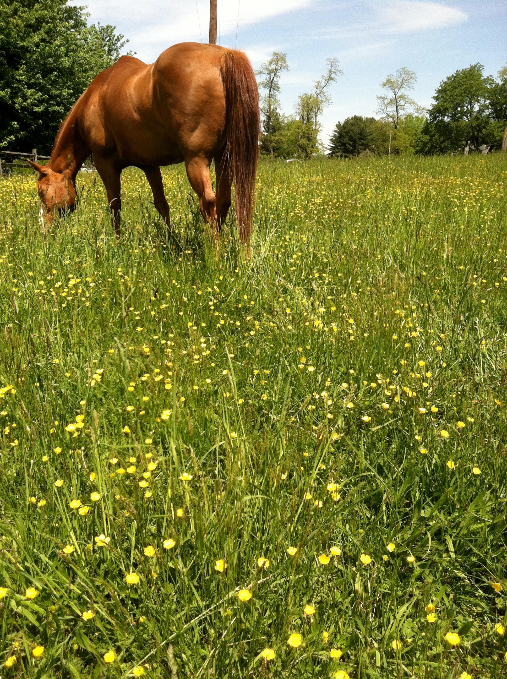 Free to Fly Farm